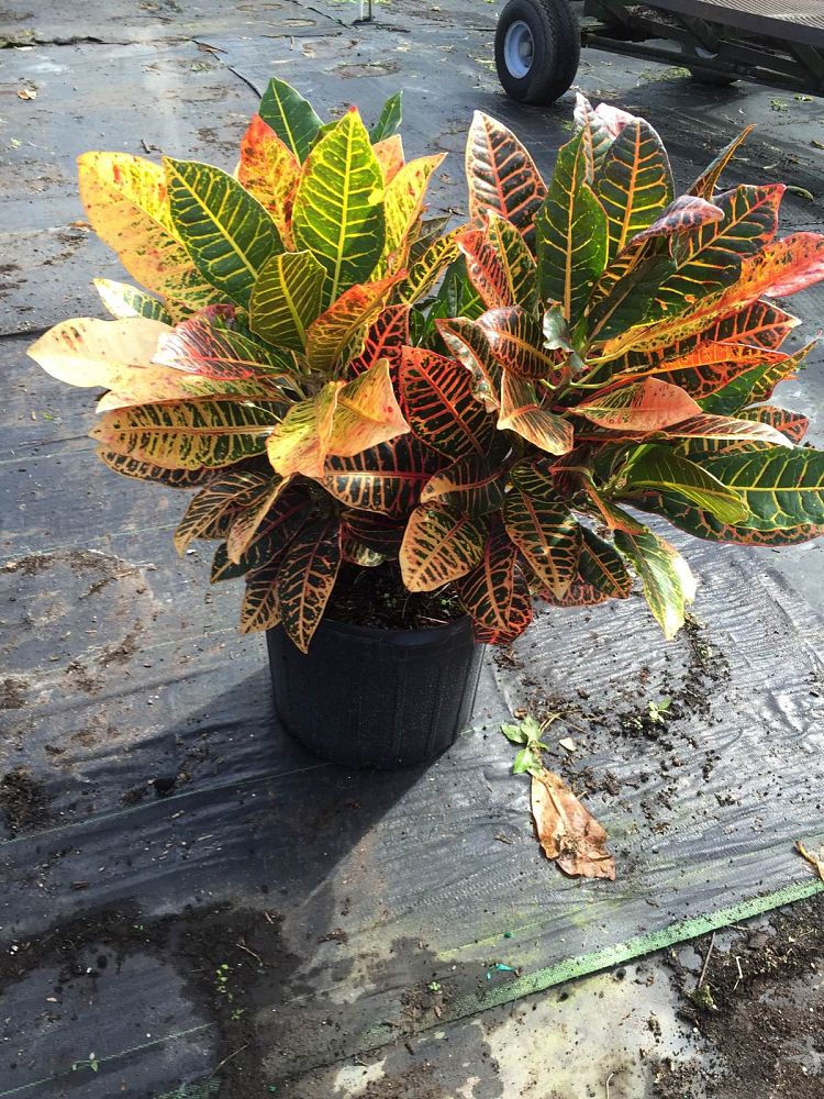 codiaeum-variegatum-petra-croton
