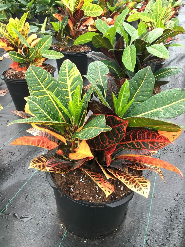 codiaeum-variegatum-petra-croton
