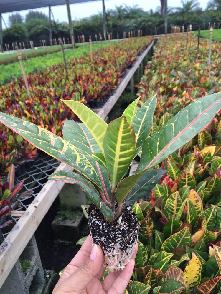 codiaeum-variegatum-petra-croton