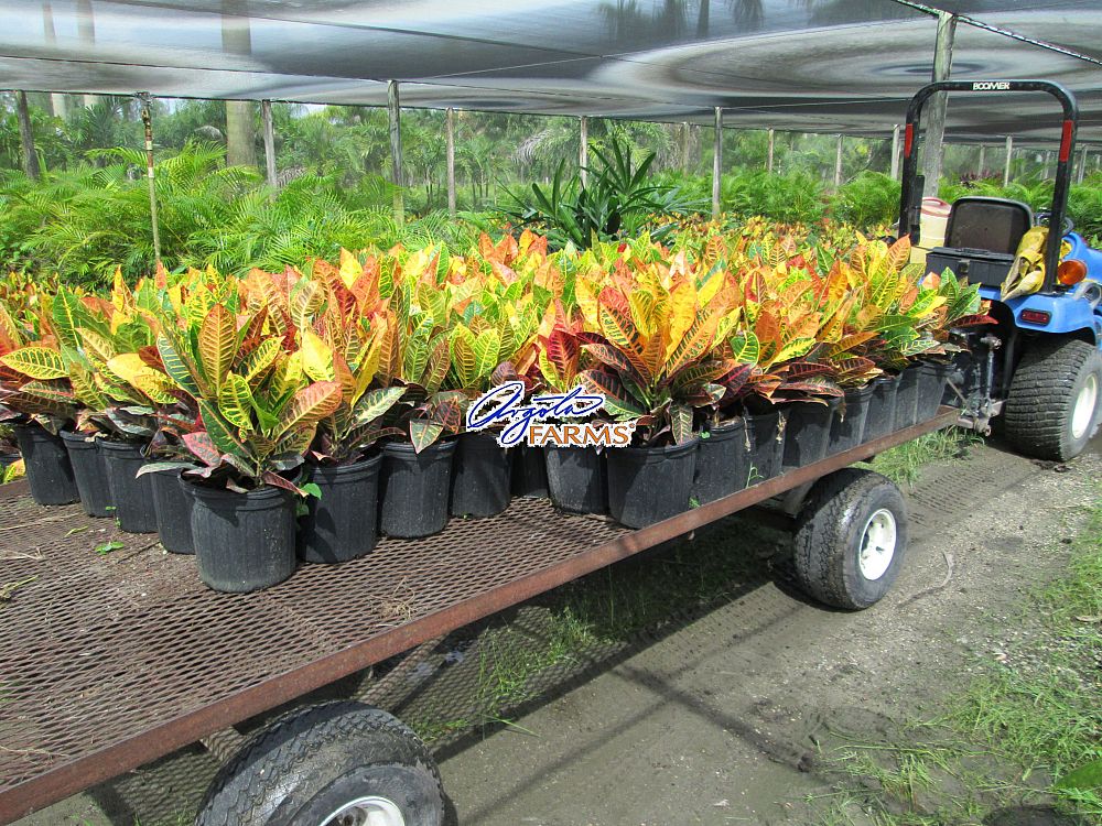 codiaeum-variegatum-petra-croton
