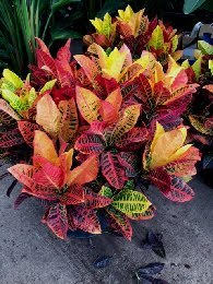codiaeum-variegatum-petra-croton