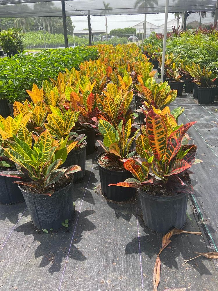 codiaeum-variegatum-petra-croton