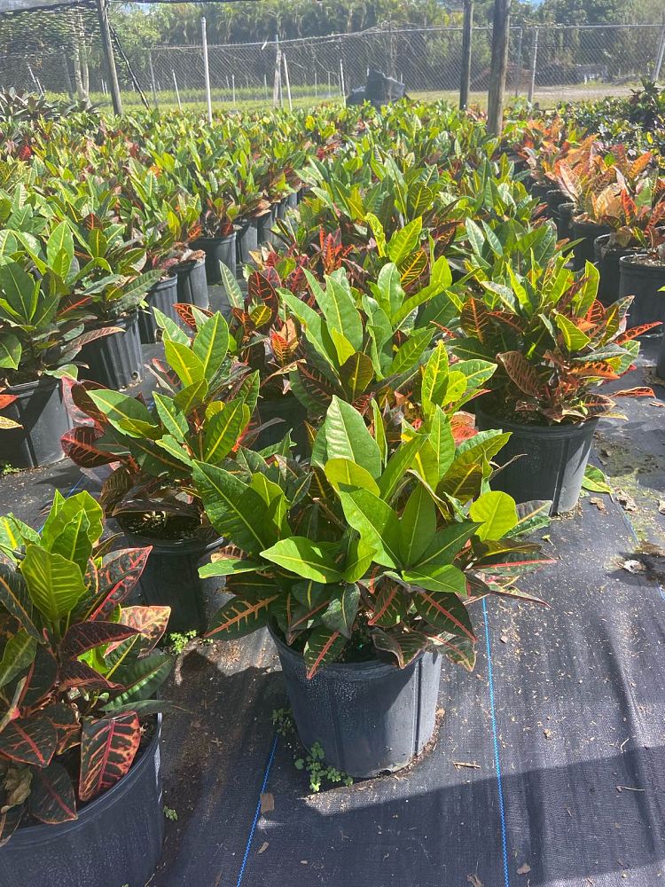 codiaeum-variegatum-petra-croton