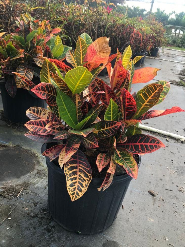 codiaeum-variegatum-petra-croton