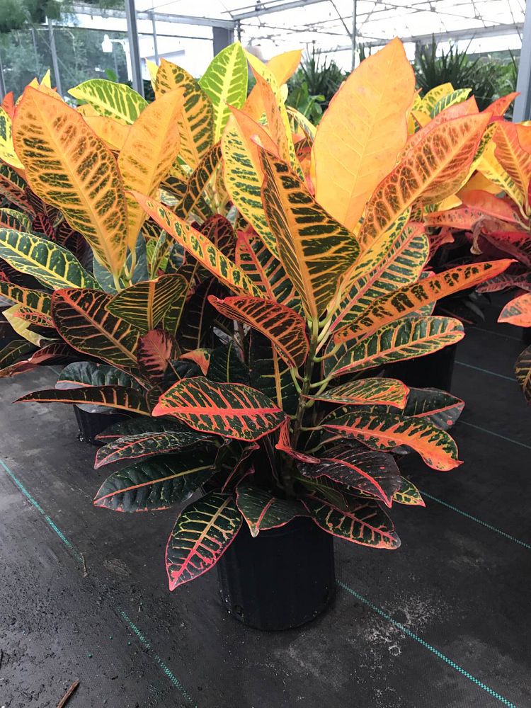 codiaeum-variegatum-petra-croton