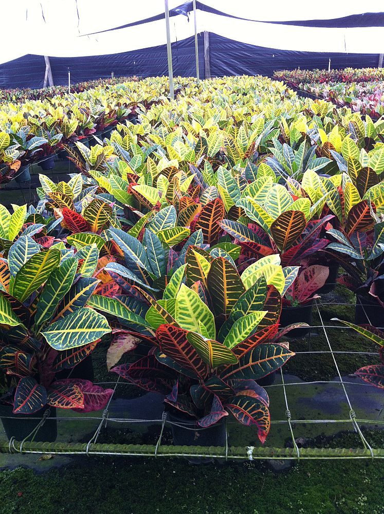 codiaeum-variegatum-petra-croton