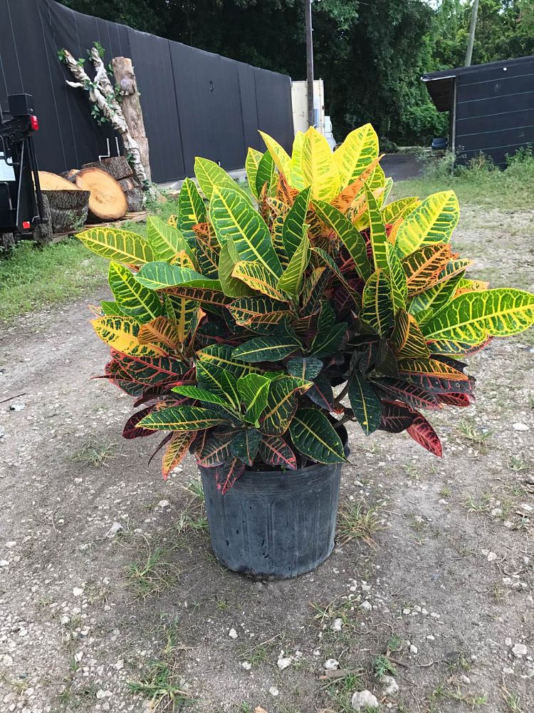 codiaeum-variegatum-petra-croton