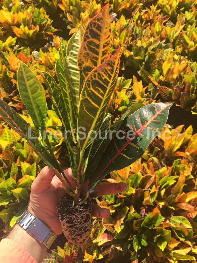 codiaeum-variegatum-petra-croton