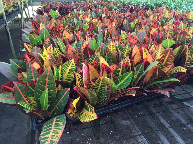 codiaeum-variegatum-petra-croton