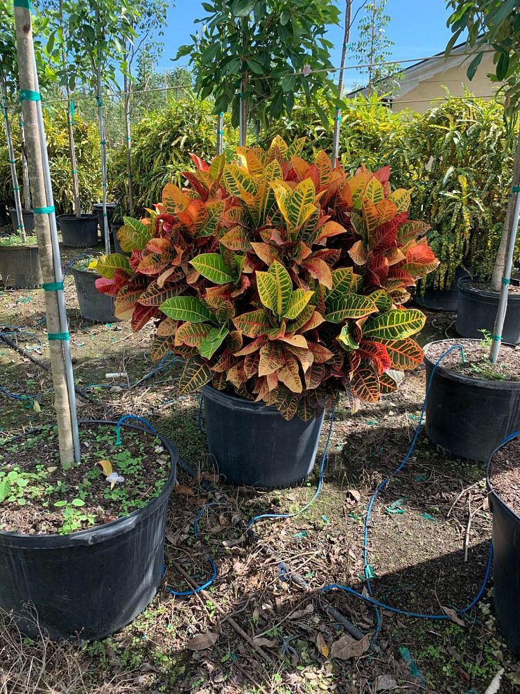 codiaeum-variegatum-petra-croton