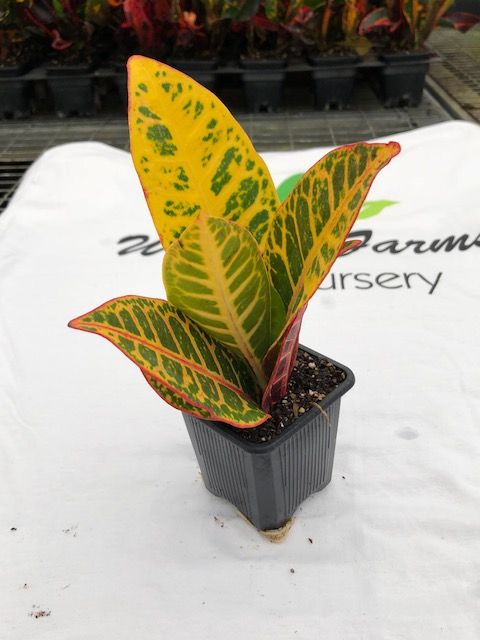 codiaeum-variegatum-petra-croton
