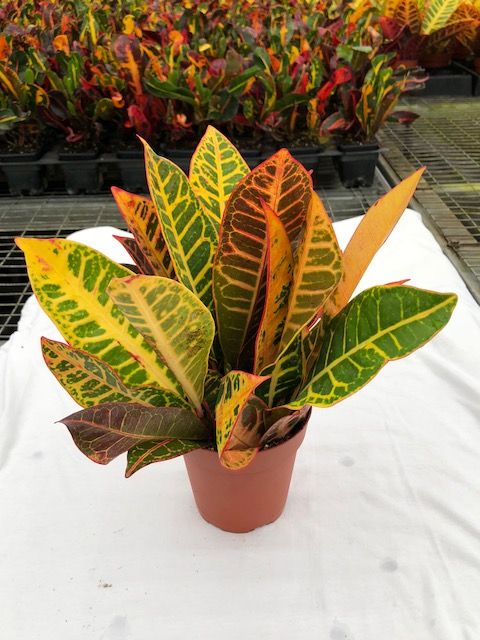 codiaeum-variegatum-petra-croton