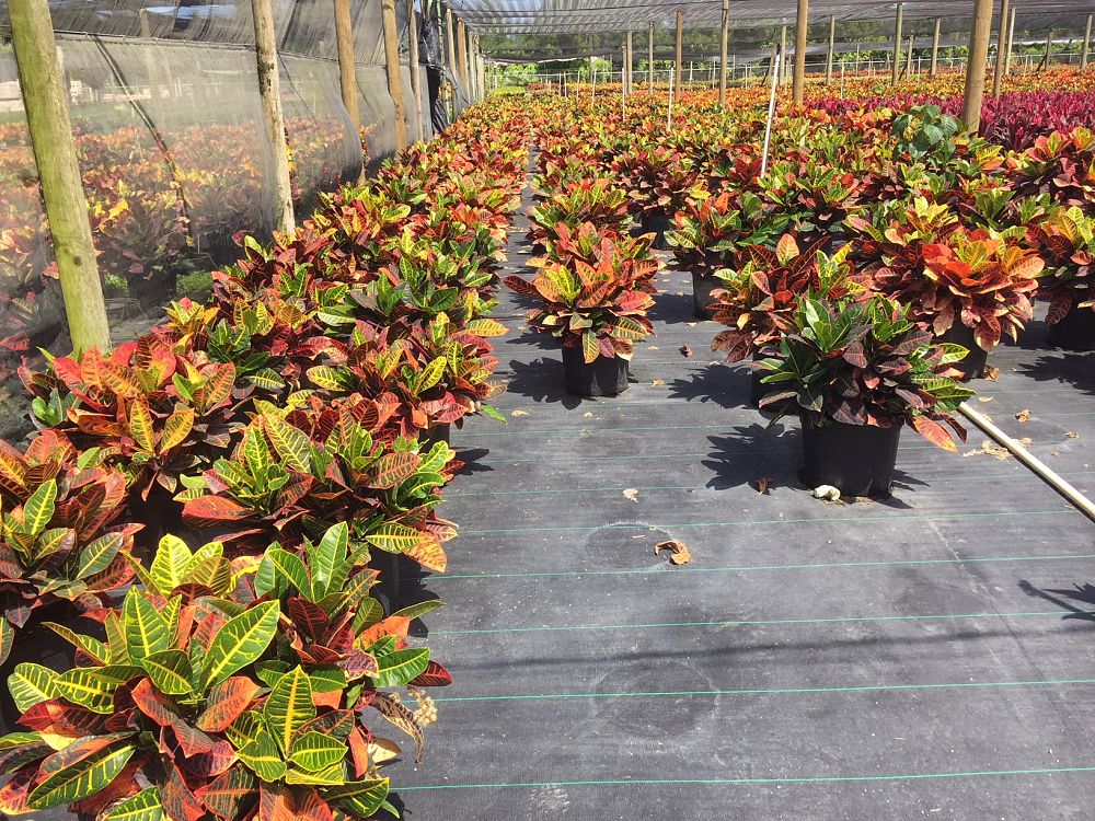 codiaeum-variegatum-petra-croton