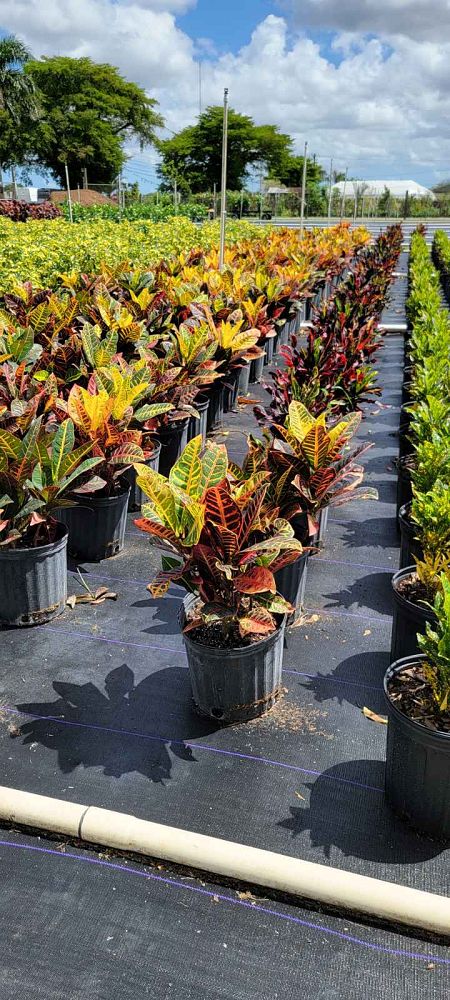 codiaeum-variegatum-petra-croton
