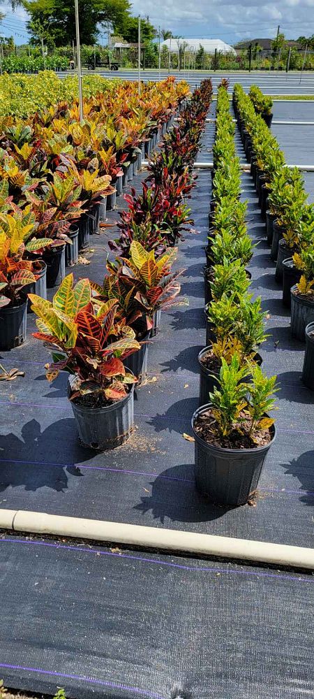 codiaeum-variegatum-petra-croton
