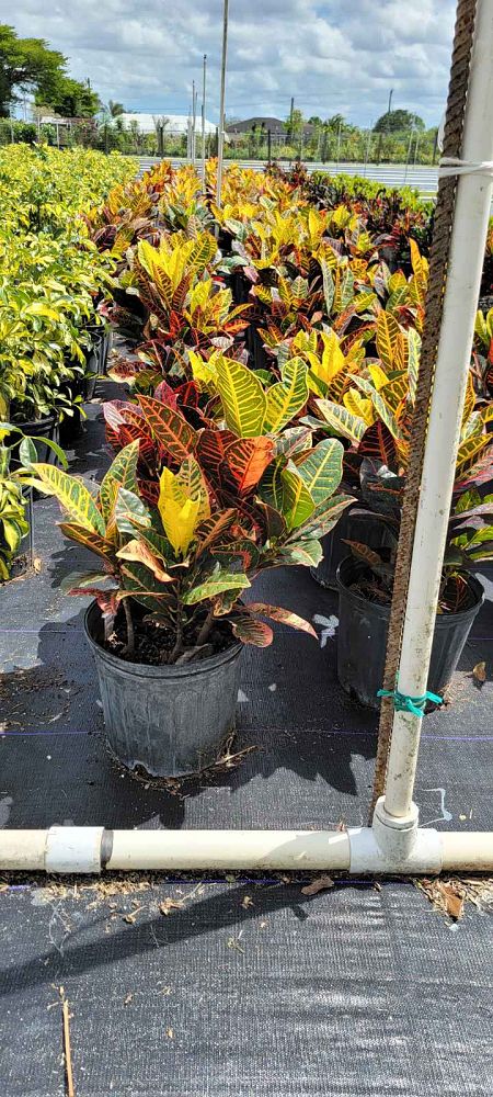 codiaeum-variegatum-petra-croton