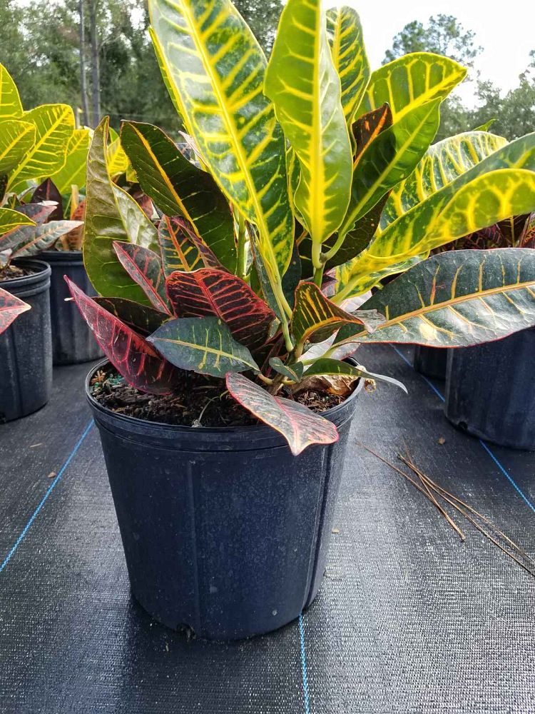 codiaeum-variegatum-petra-croton