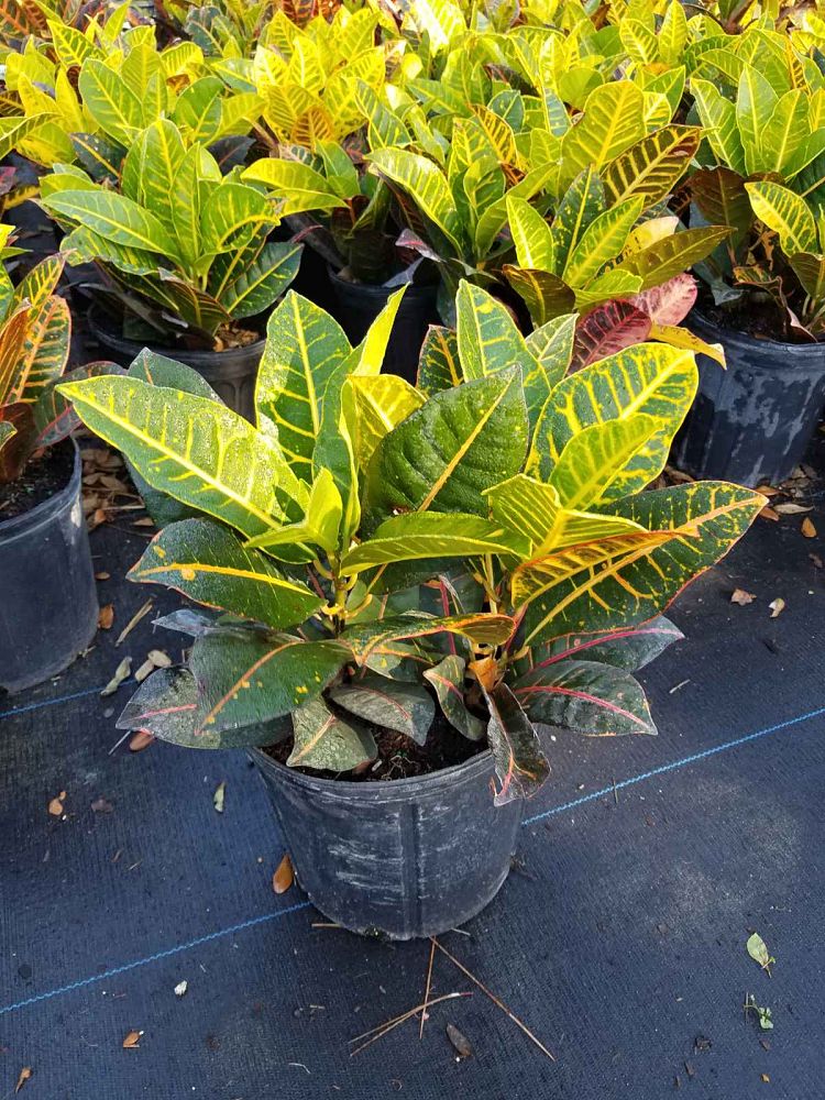 codiaeum-variegatum-petra-croton