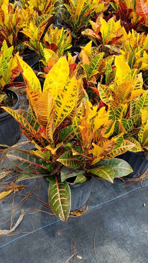 codiaeum-variegatum-petra-croton