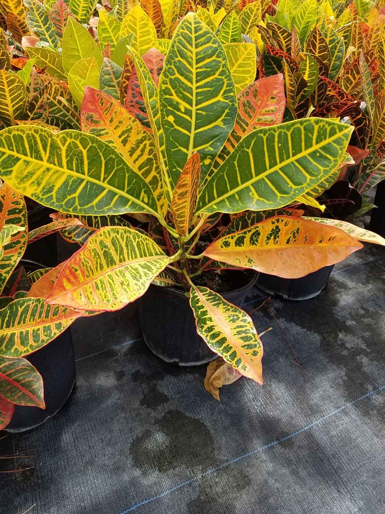 codiaeum-variegatum-petra-croton