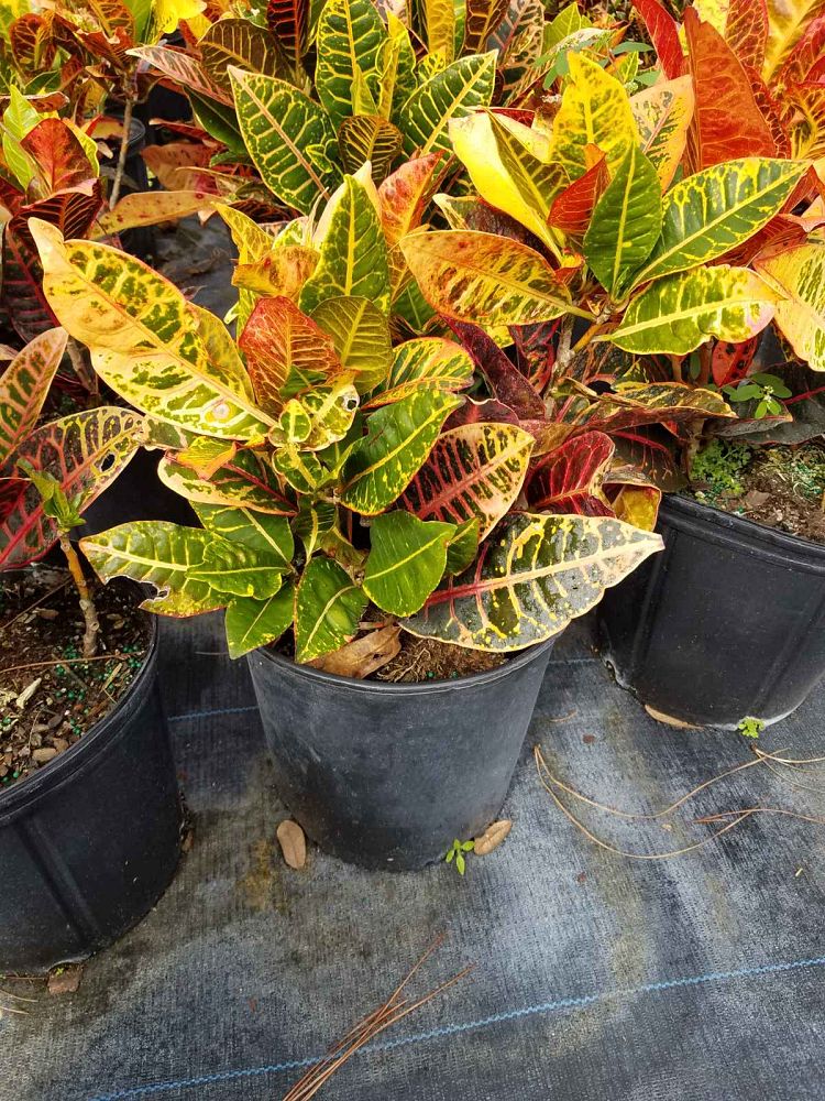 codiaeum-variegatum-petra-croton