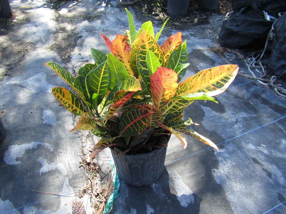 codiaeum-variegatum-petra-croton