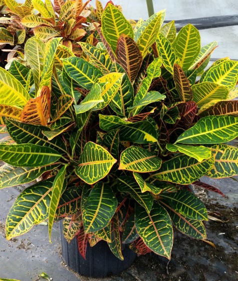 codiaeum-variegatum-petra-croton