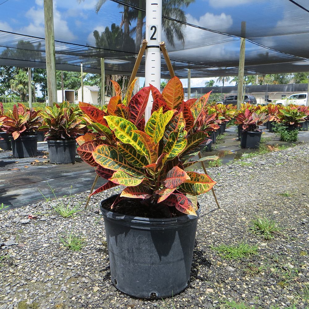 codiaeum-variegatum-petra-croton