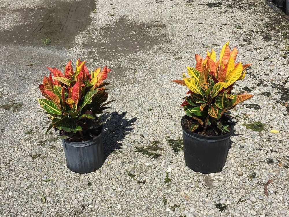 codiaeum-variegatum-petra-croton
