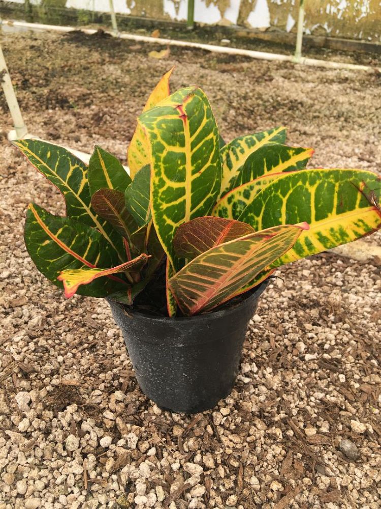 codiaeum-variegatum-petra-croton