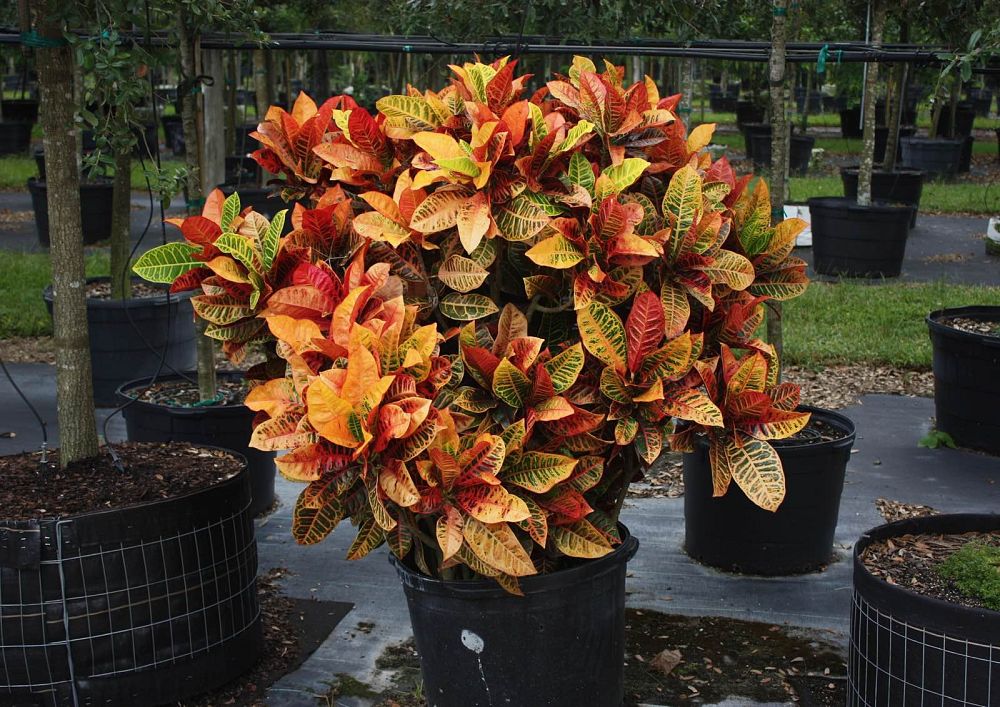 codiaeum-variegatum-petra-croton