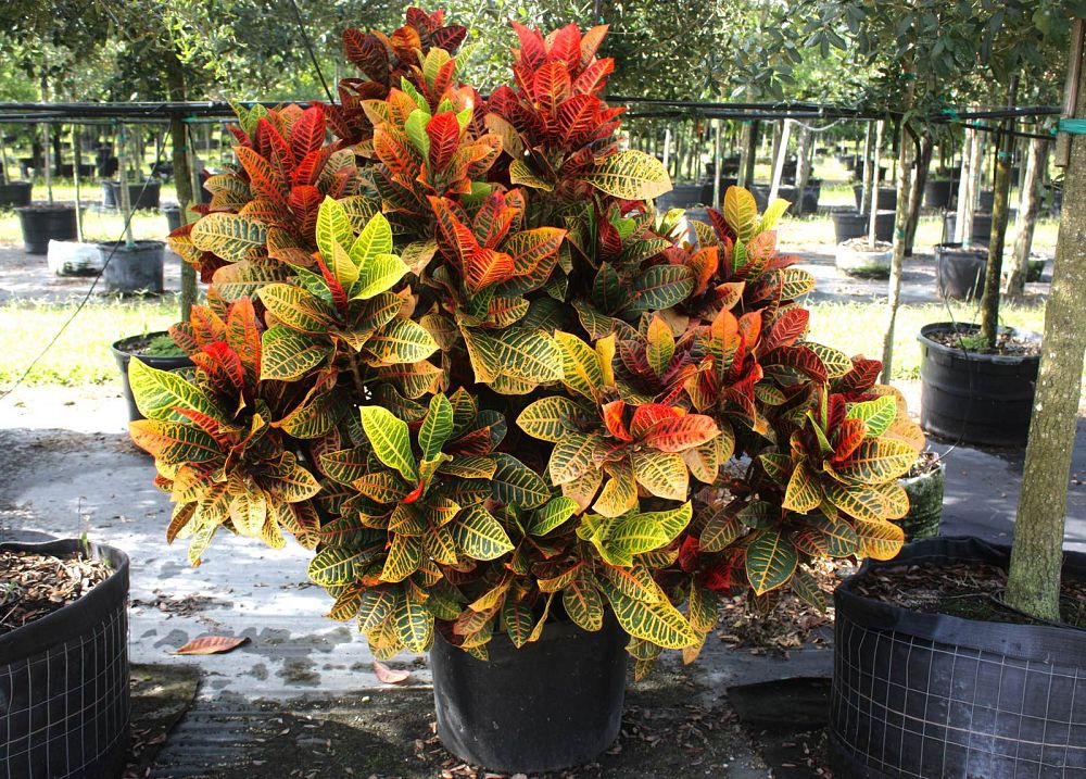 codiaeum-variegatum-petra-croton