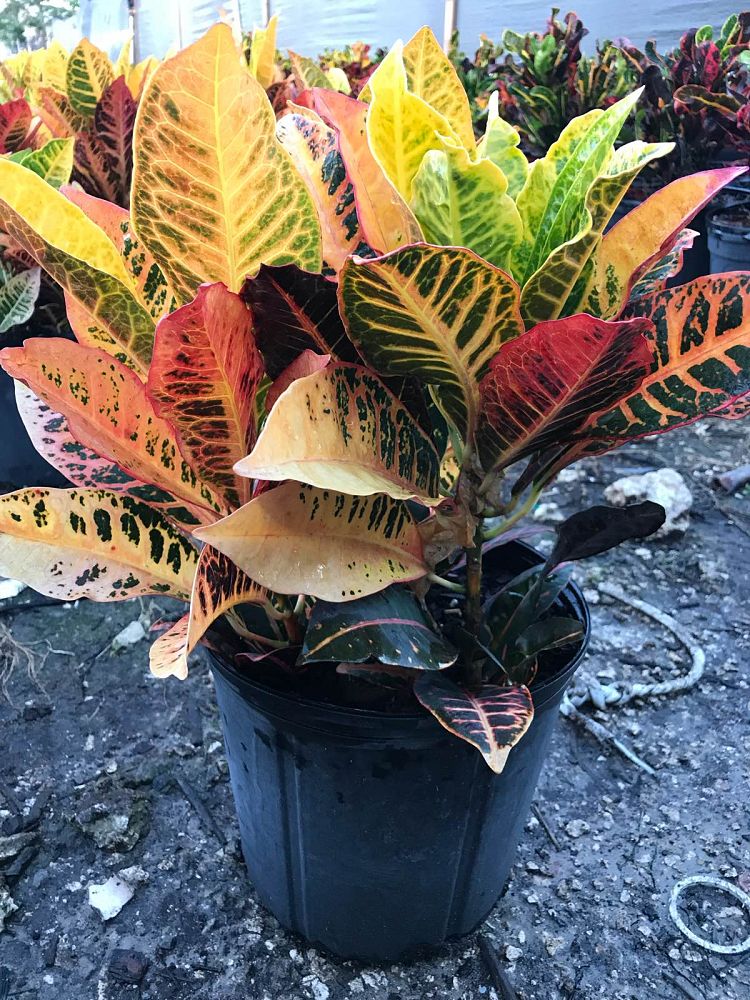 codiaeum-variegatum-petra-croton