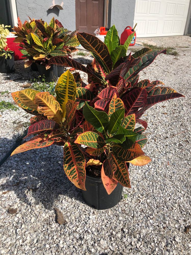 codiaeum-variegatum-petra-croton