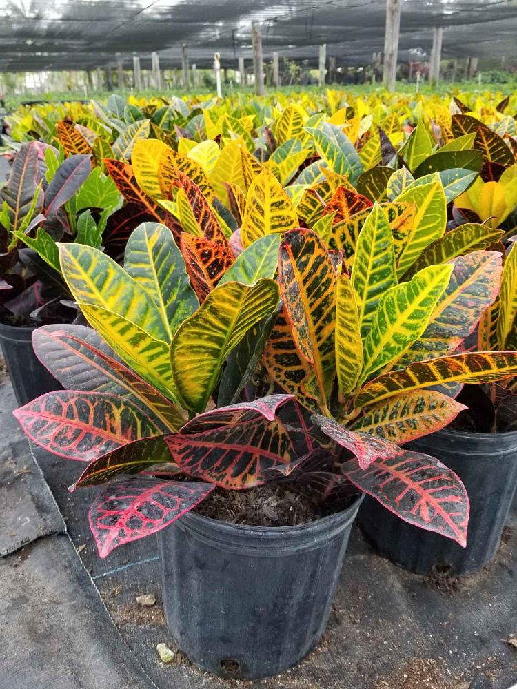 codiaeum-variegatum-petra-croton