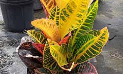 codiaeum-variegatum-petra-croton