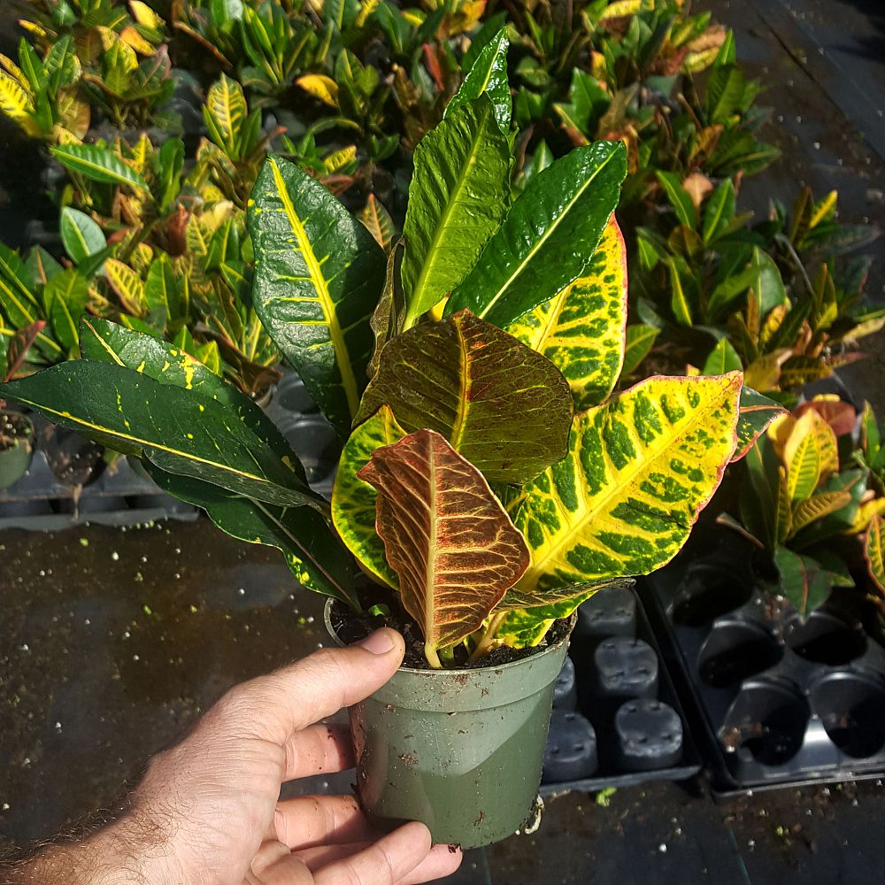 codiaeum-variegatum-petra-croton