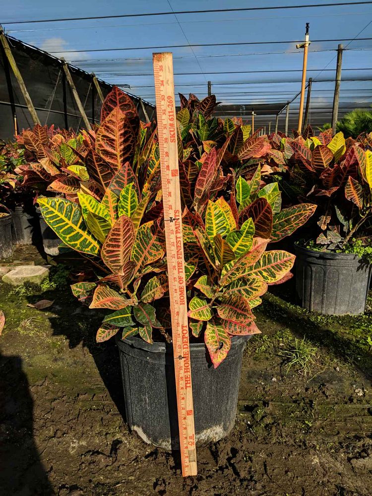codiaeum-variegatum-petra-croton