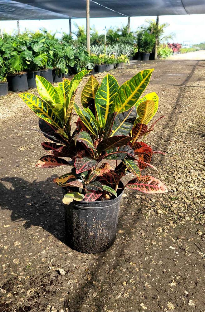 codiaeum-variegatum-petra-croton