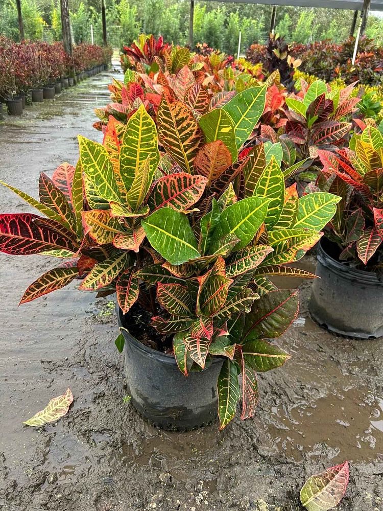 codiaeum-variegatum-petra-croton