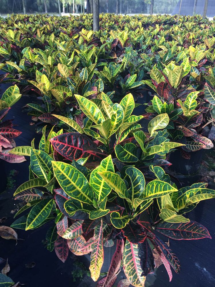codiaeum-variegatum-petra-croton