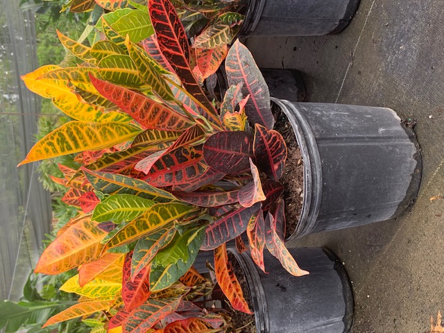 codiaeum-variegatum-petra-croton