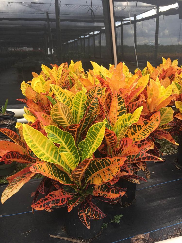 codiaeum-variegatum-petra-croton