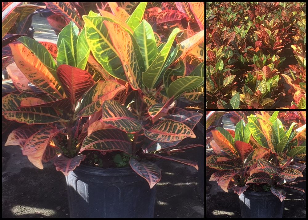 codiaeum-variegatum-petra-croton