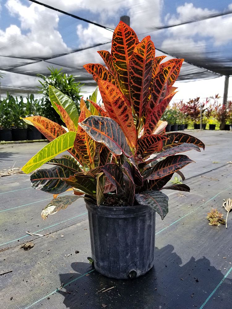 codiaeum-variegatum-petra-croton