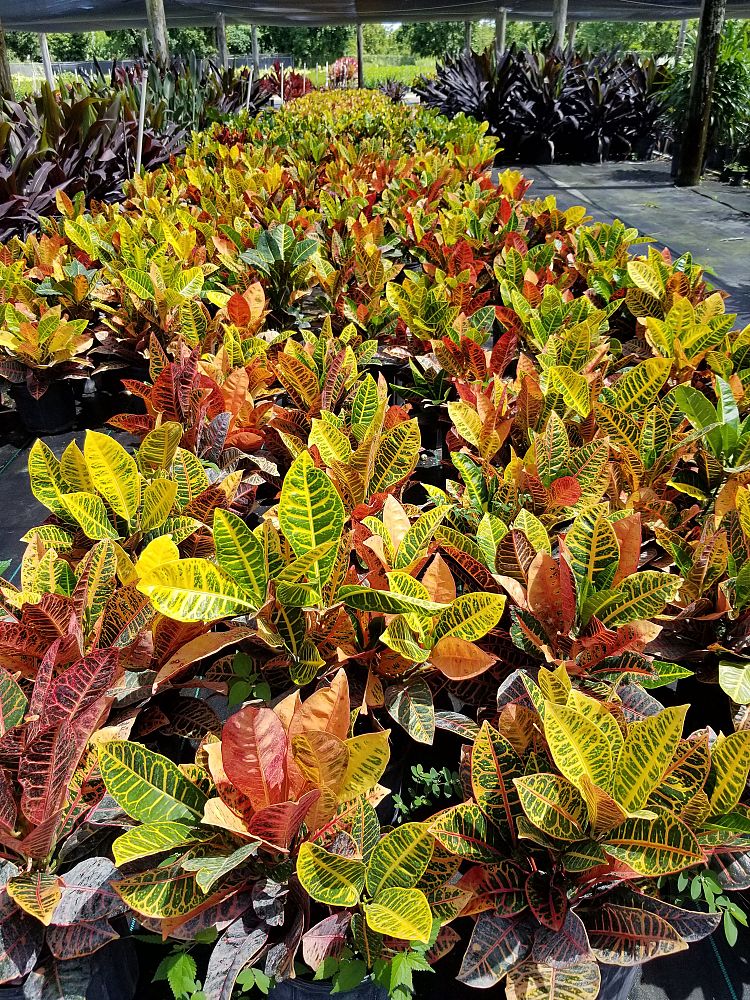 codiaeum-variegatum-petra-croton