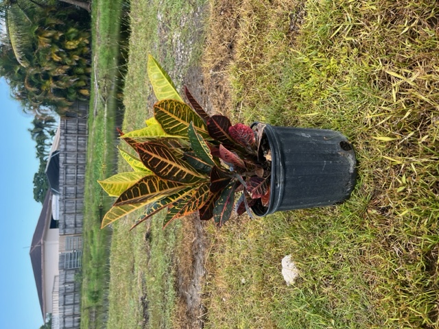 codiaeum-variegatum-petra-croton