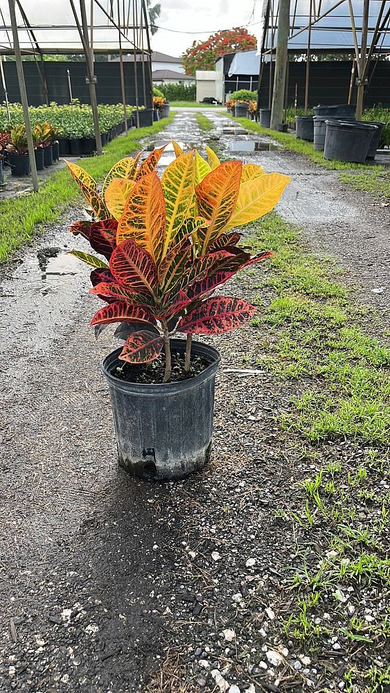 codiaeum-variegatum-petra-croton