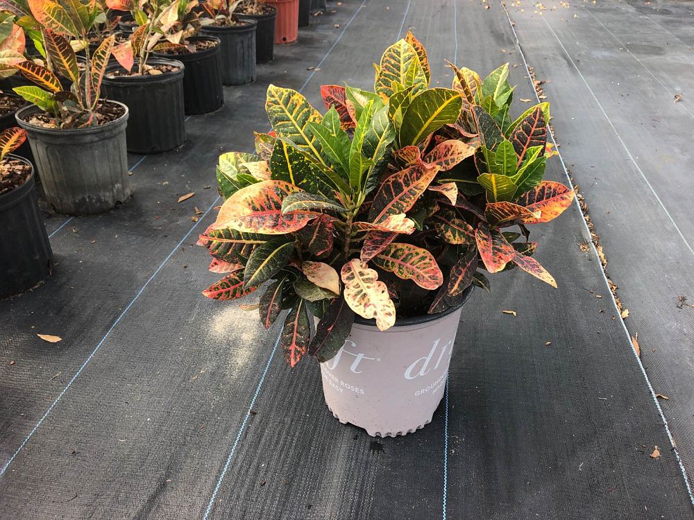 codiaeum-variegatum-petra-croton