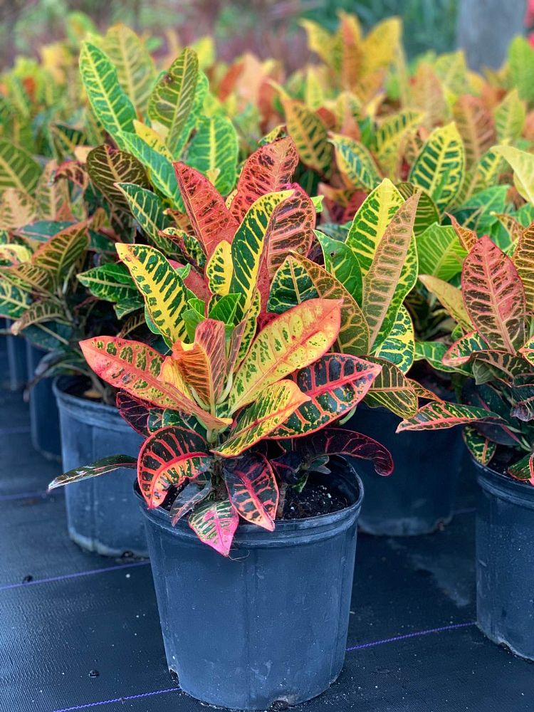 codiaeum-variegatum-petra-croton